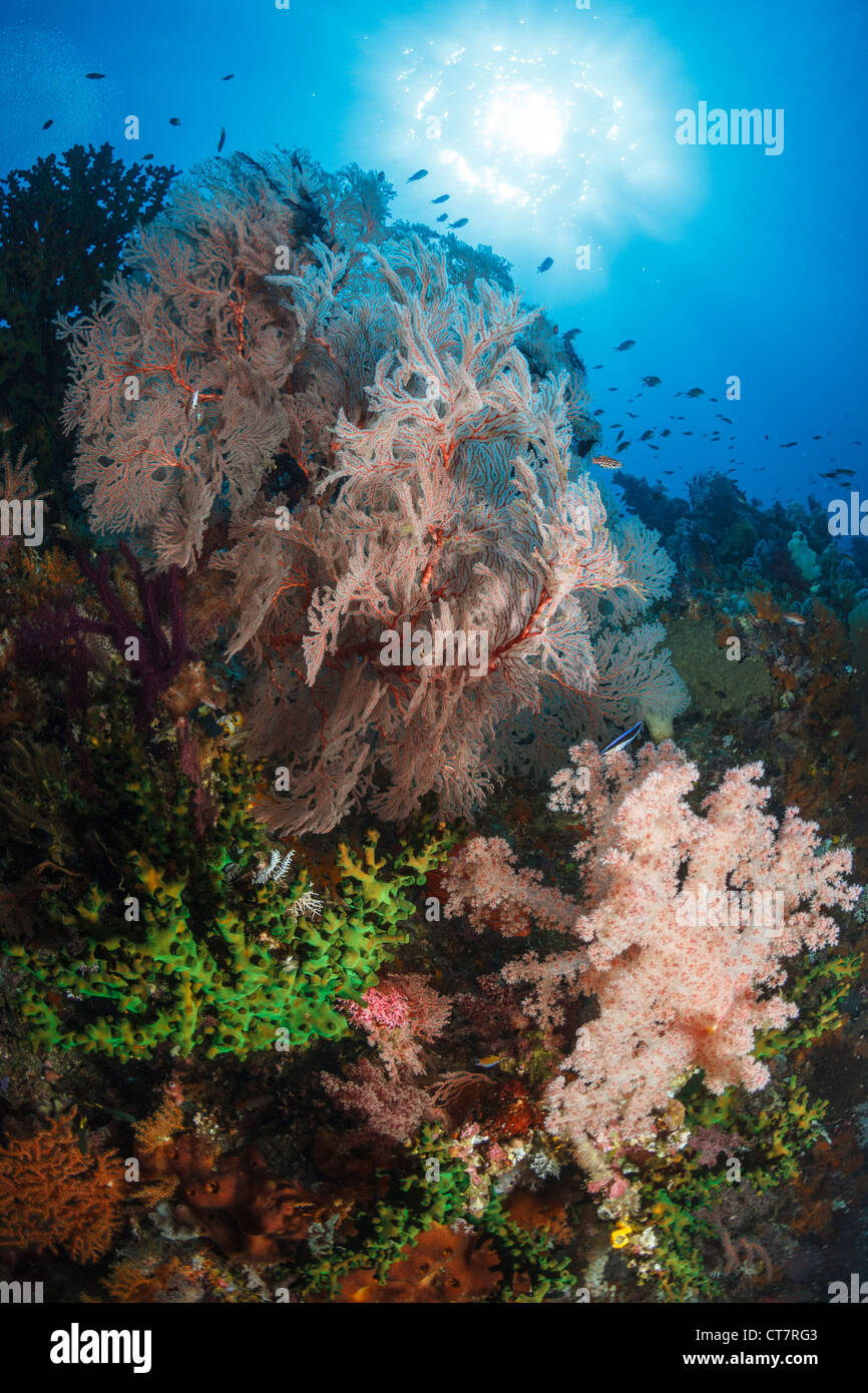 Seafan auf Weichkorallen in Raja Ampat, Indonesien Stockfoto