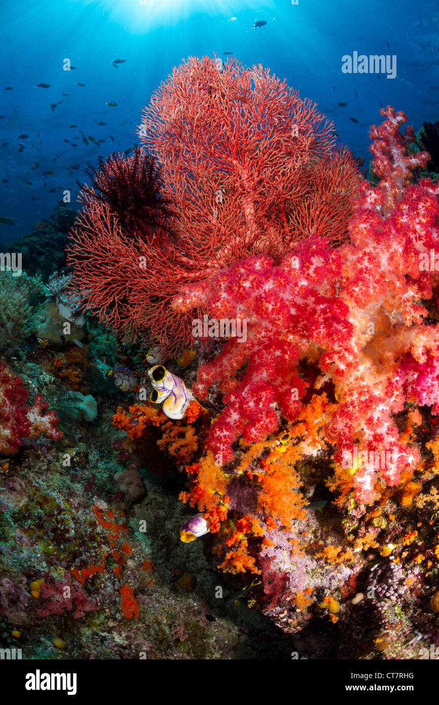 Roten Seafan und Weichkorallen in Raja Ampat, Indonesien Stockfoto