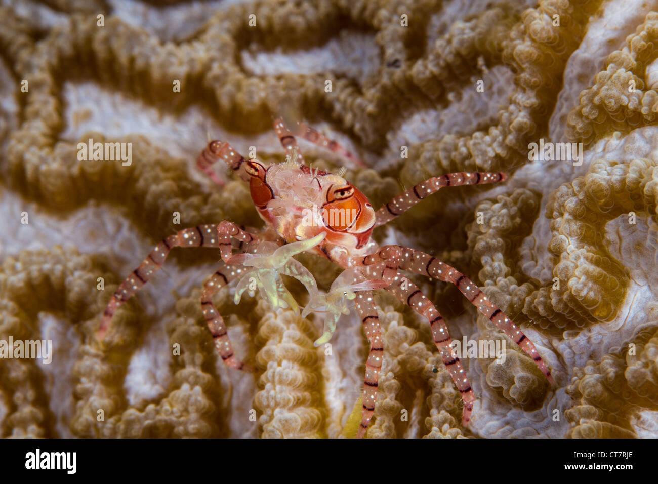 Boxen-Krabbe in Raja Ampat, Indonesien Stockfoto
