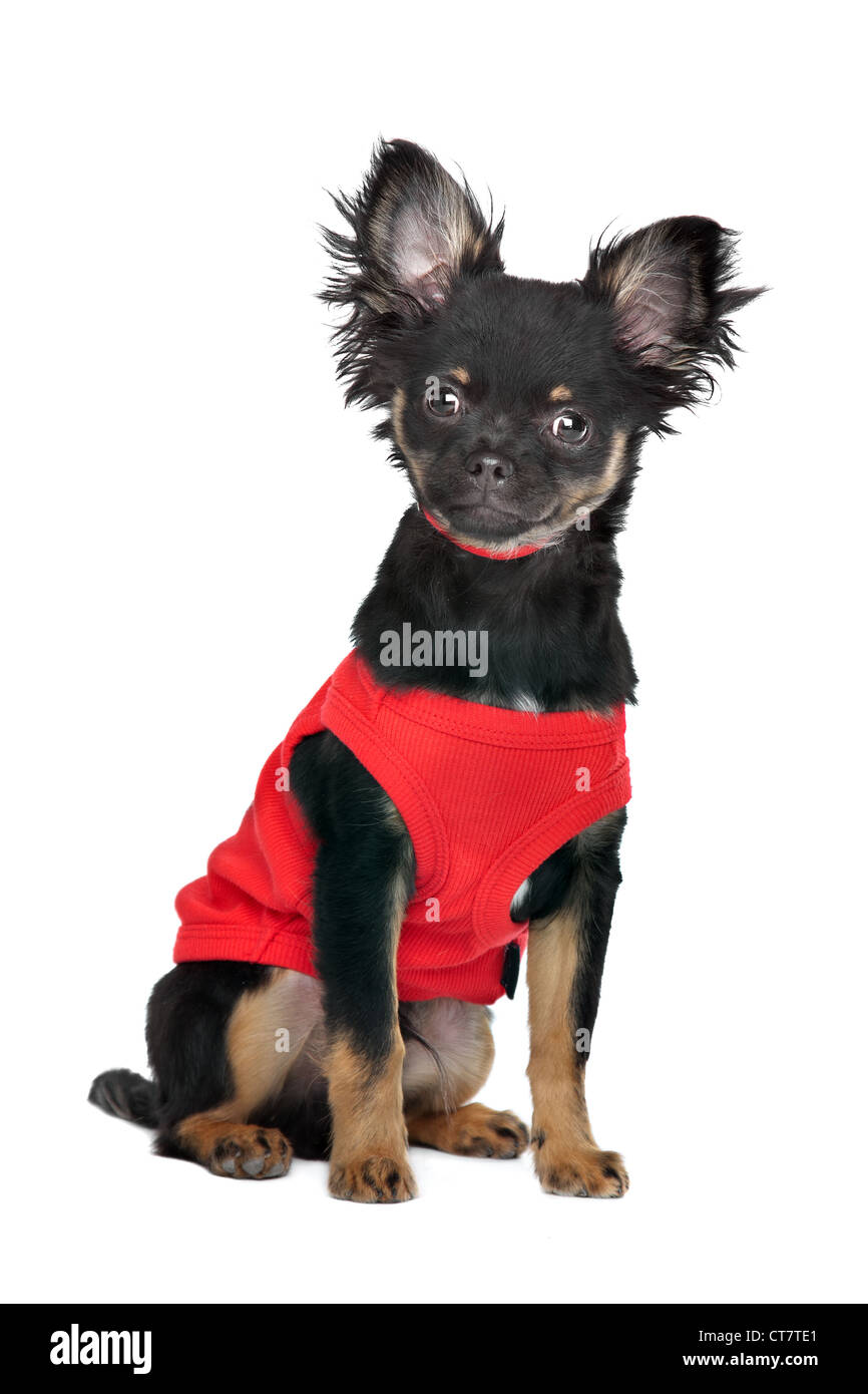 Chihuahua mit rotem Hemd vor einem weißen Hintergrund Stockfoto