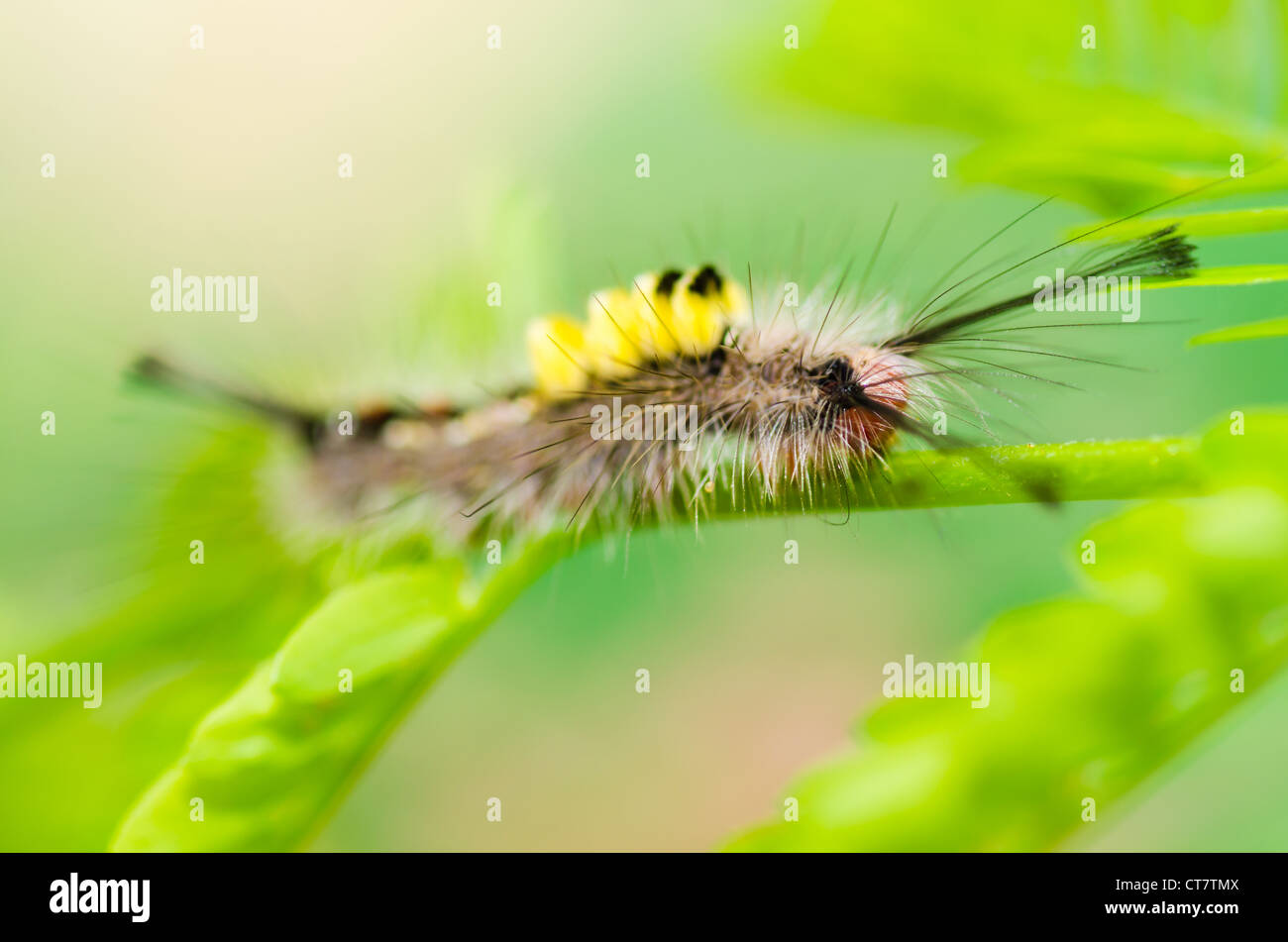 Wurm in der grünen Natur oder im Garten Stockfotografie Alamy