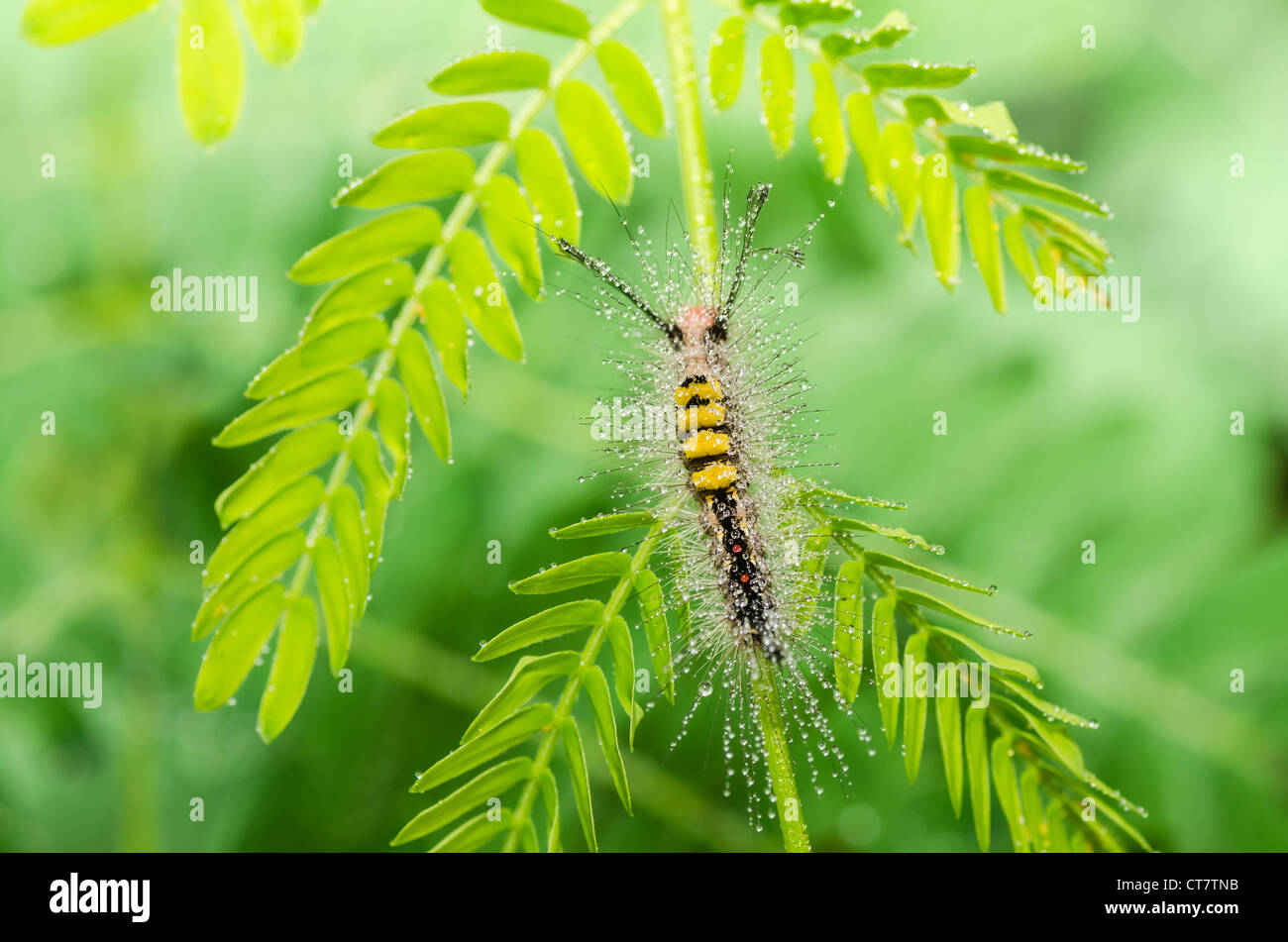 Wurm in der grünen Natur oder im Garten Stockfotografie Alamy