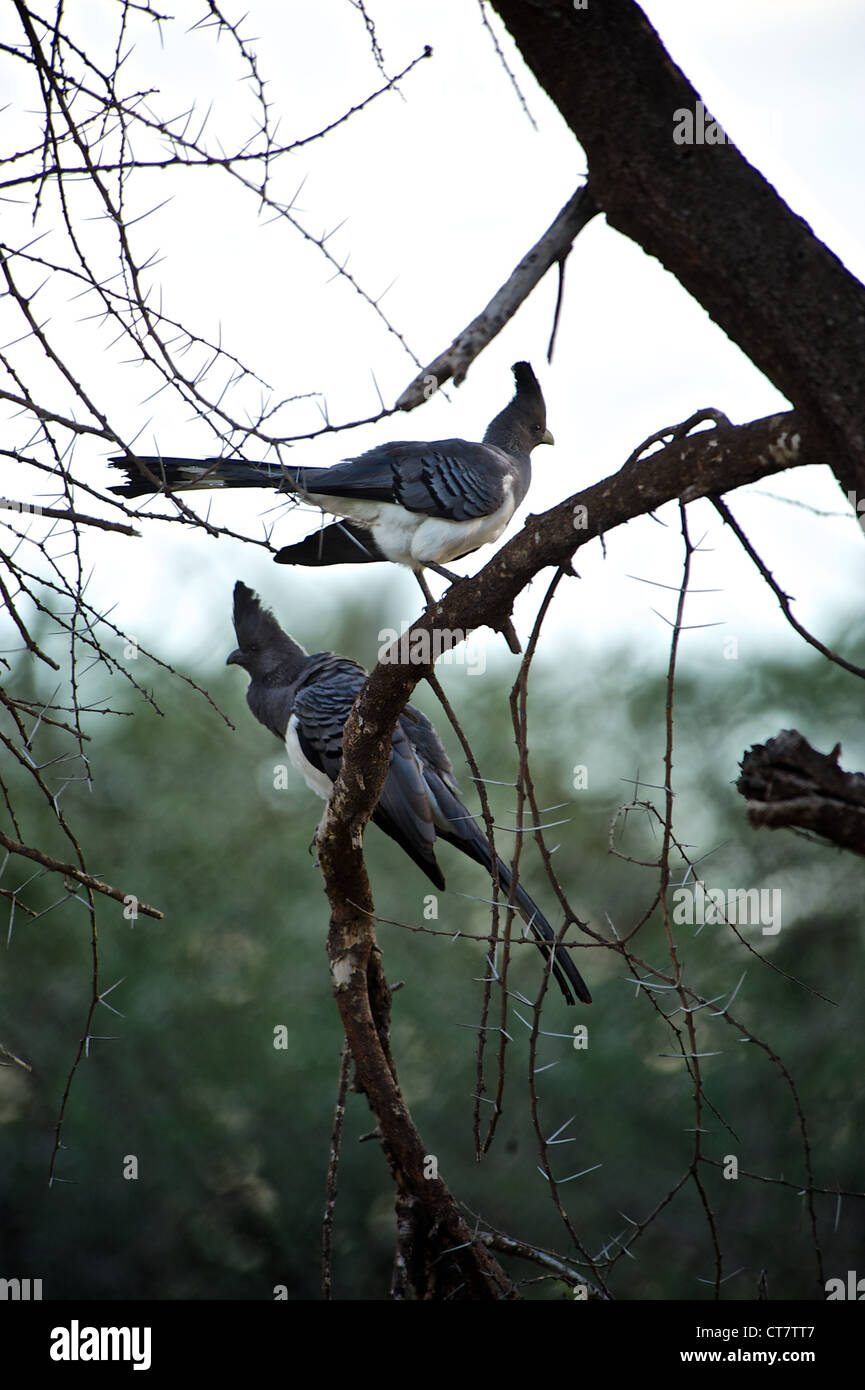 Zwei Vögel in den Wäldern von Samburu. Kenia, Afrika. Stockfoto
