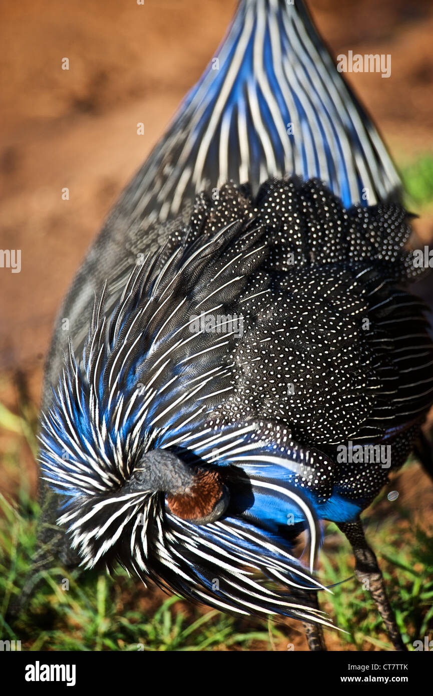 Vogel in Samburu, Afrika. Stockfoto