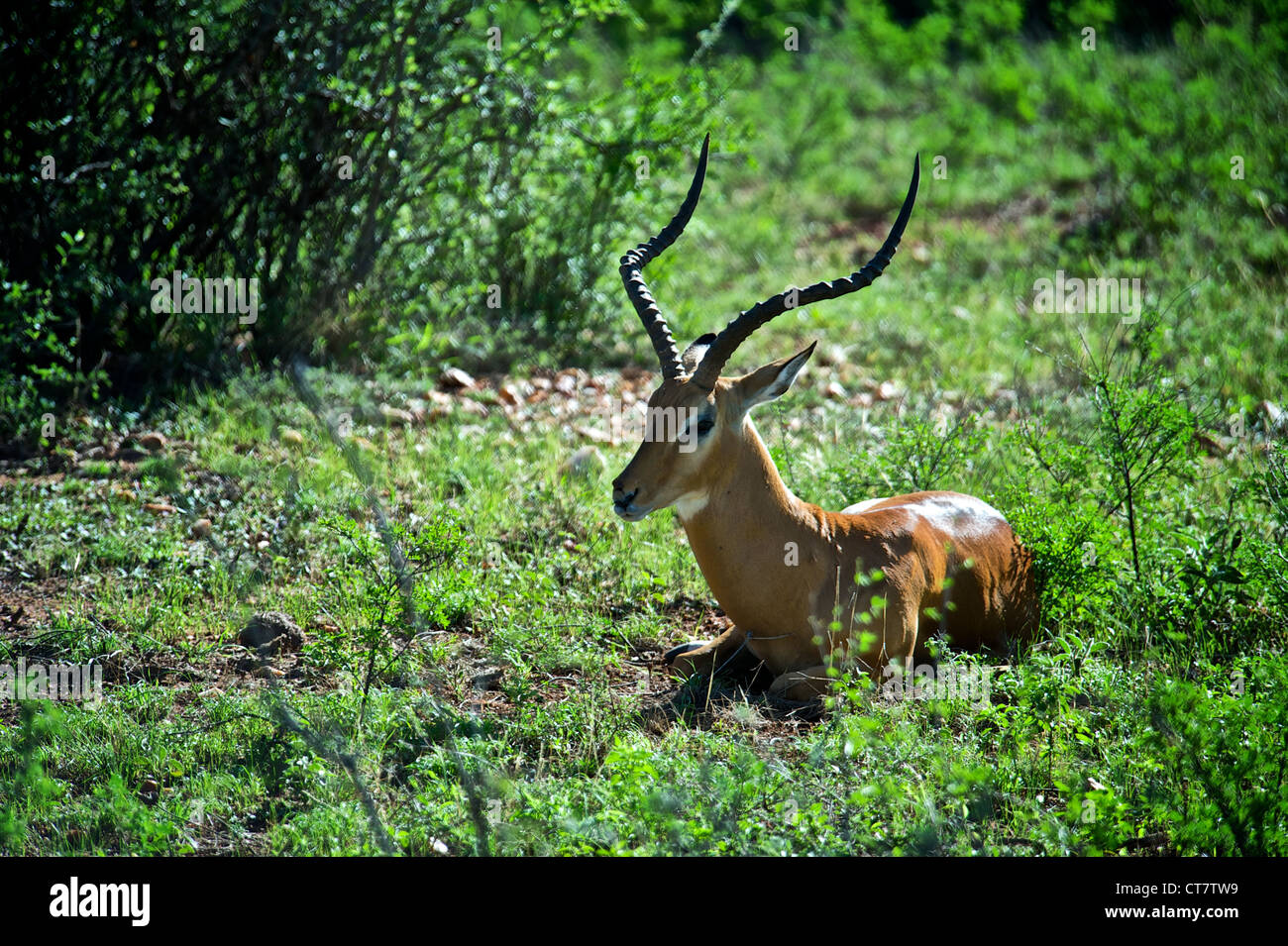 Portrait einer männlichen Gazelle, Afrika. Stockfoto