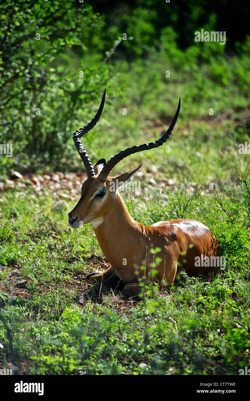 Porträt eines männlichen Gazelle, Afrika Stockfoto