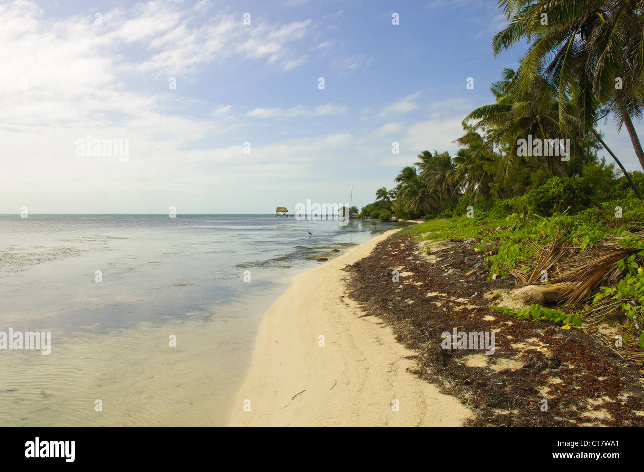 Karibik-Strand in Ambergris Caye, Belize Stockfoto