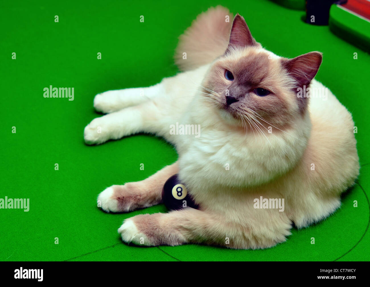 Ragdoll Katze auf einem Billardtisch Stockfoto