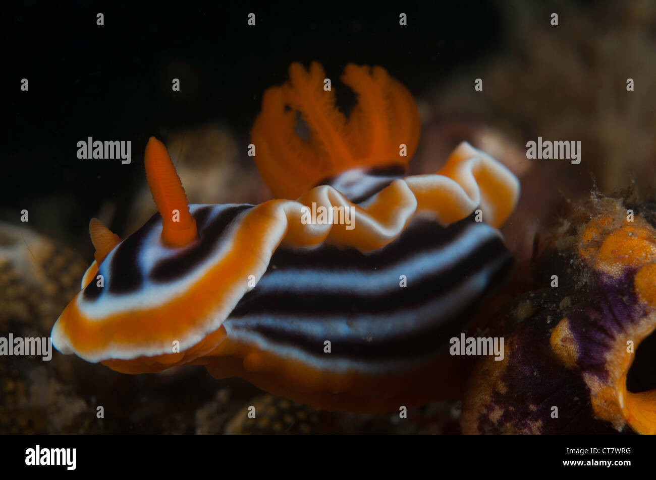 Nudibranc (Chromodoris Magnifica) in der Lembeh-Straße von Indonesien Stockfoto