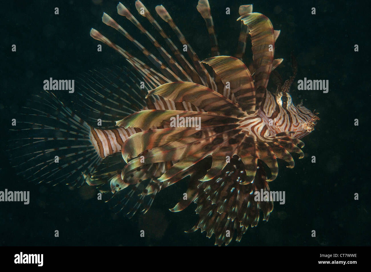 (Pterois Volitans) Gemeinsamen Feuerfische in der Lembeh-Straße Stockfoto