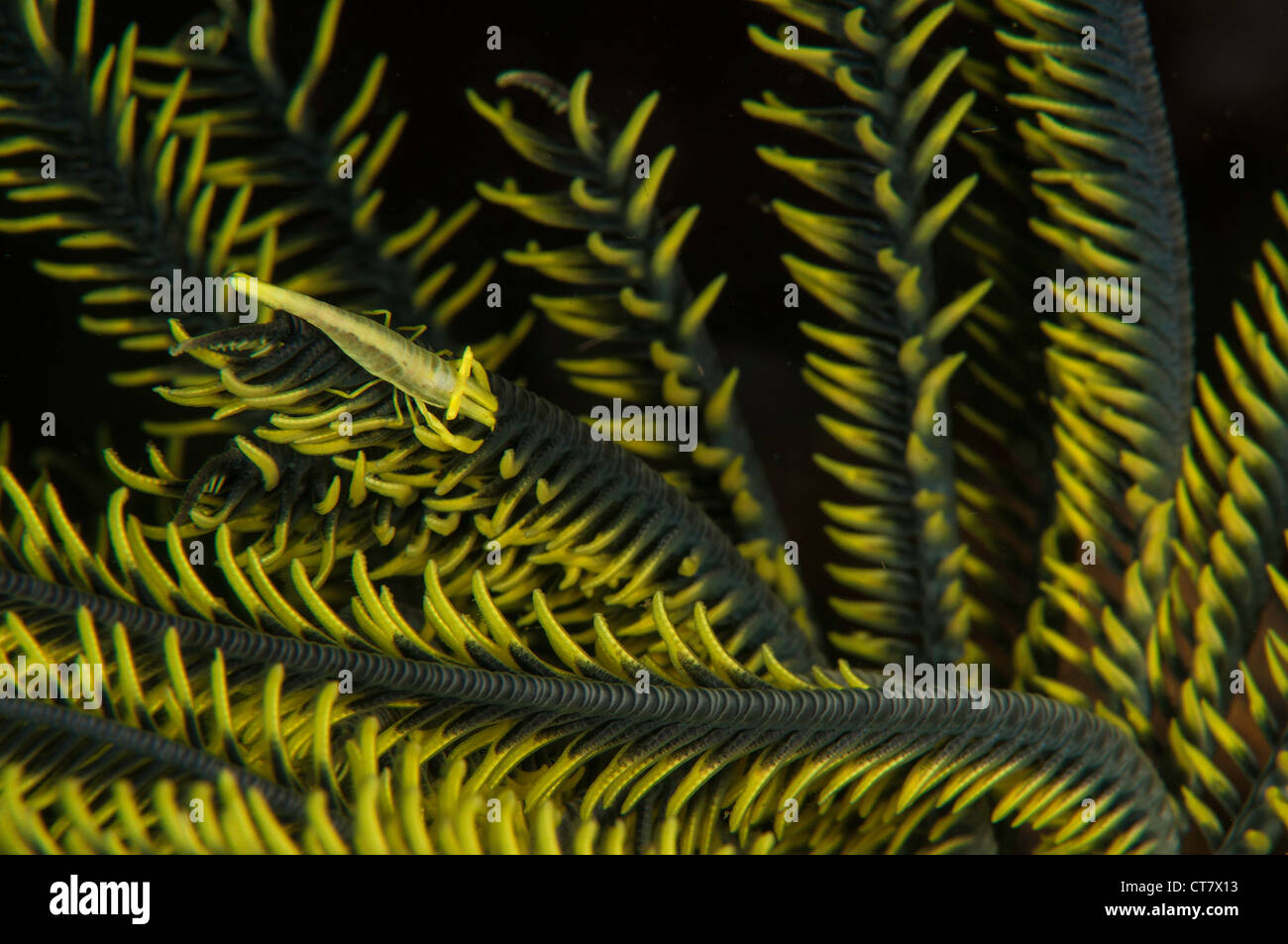 Kommensale Garnelen (Pontoniinae) auf Peitschenkorallen Feather Star auf Nudi Retreat 2 Tauchplatz, Lembeh Straße, Indonesien Stockfoto