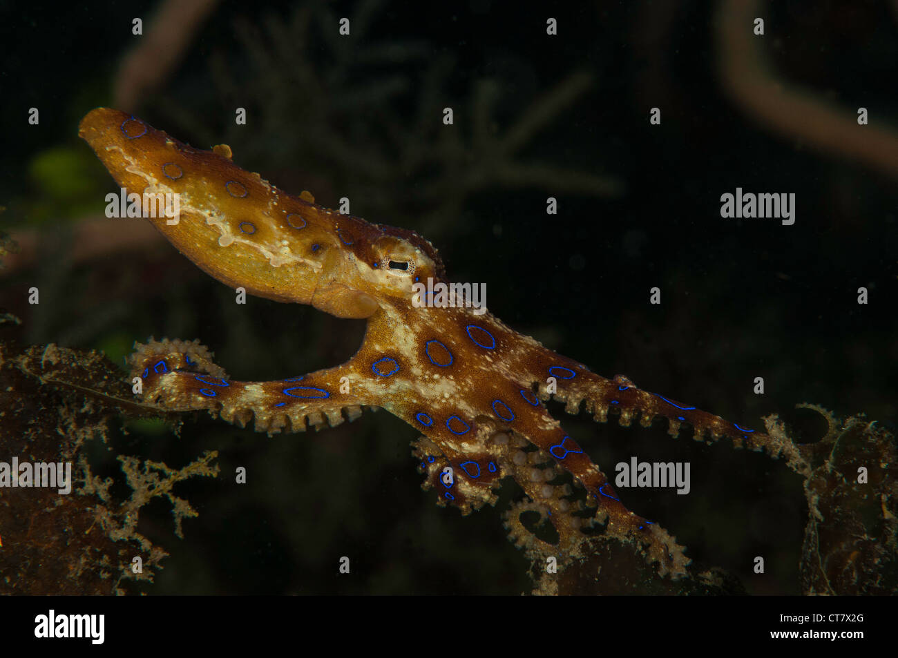 Blau-Ring Octopus, Critter Jagd Tauchplatz, Lembeh Straße, Indonesien Stockfoto