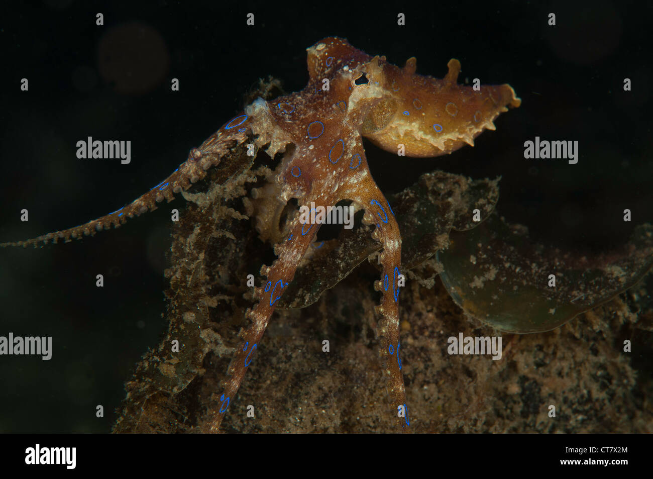 Blau-Ring Octopus, Critter Jagd Tauchplatz, Lembeh Straße, Indonesien Stockfoto