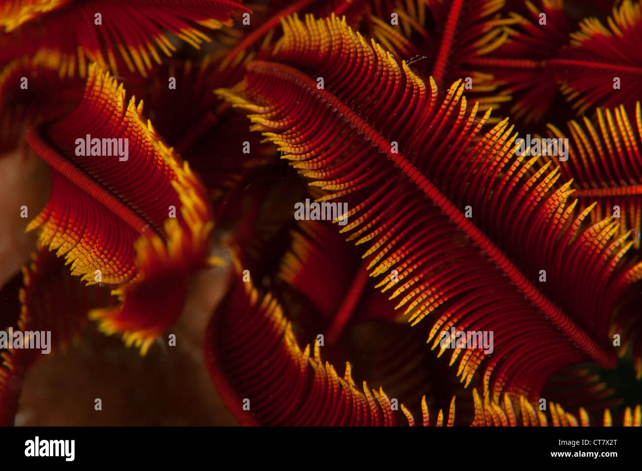 Rot-Haarsterne (Crinoidea Stachelhäuter) auf dem Batu Sandar 3 Tauchplatz, Lembeh Straße, Indonesien Stockfoto