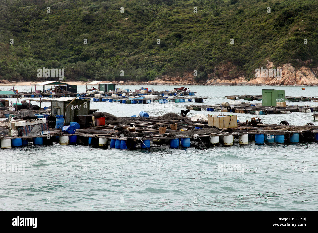 Es ist ein Foto von Fischfarmen auf Frachtschiffen in Hong Kong. Wir können sehen, dass er in der Bucht auf Kunststoff-Fässer schwebt. Wir sehen einen Hügel hinter Stockfoto
