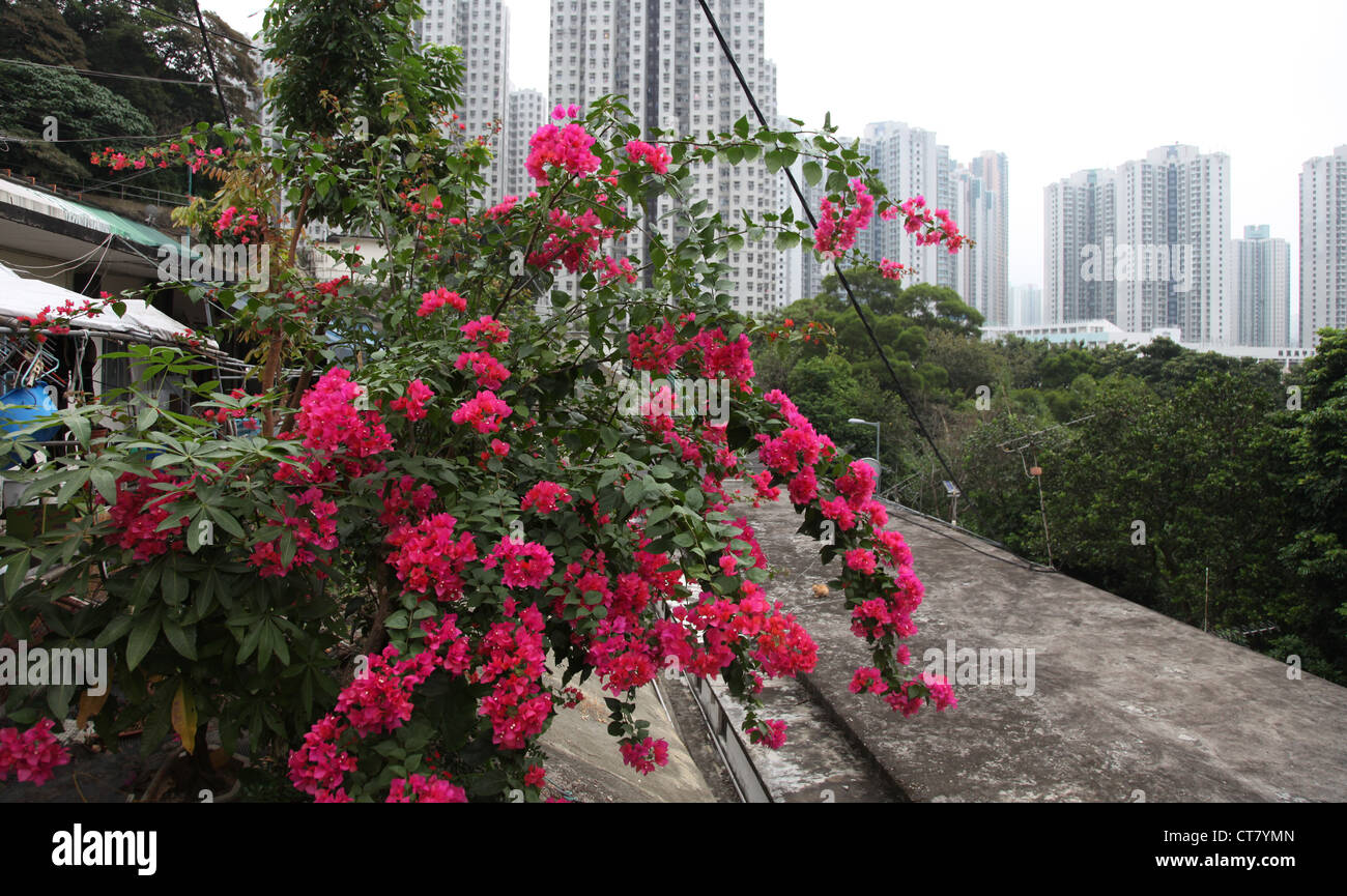 Es ist ein Foto des Hong Kong Tower können wir aber sehen die Bäume und Sträucher. Bild nahm von einem Spaziergang in einem Hügel Stockfoto