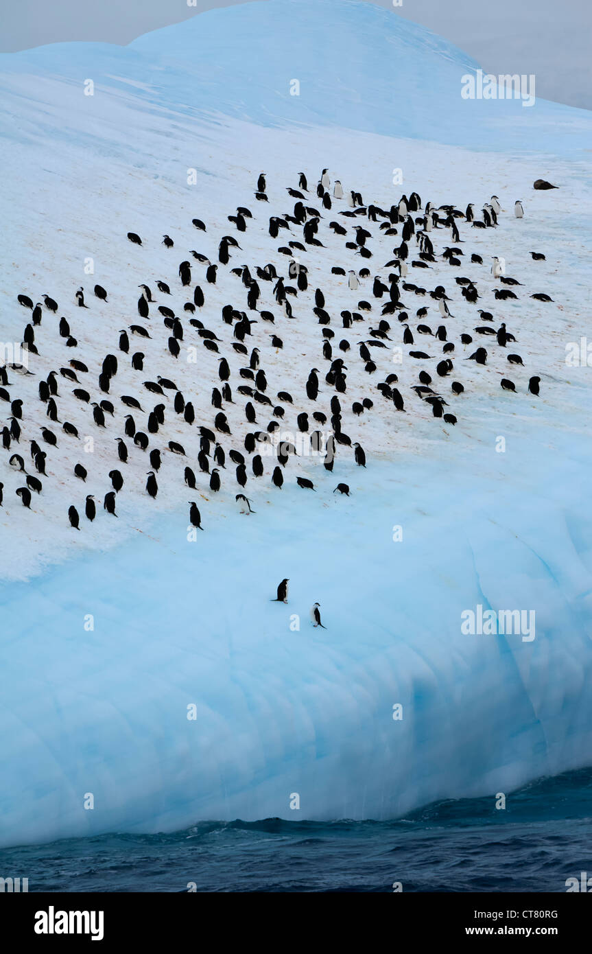 Gruppe von Pinguinen Zügelpinguinen (Pygoscelis Antarctica) trafen sich auf einem Eisberg, Süd-Orkney-Inseln Stockfoto