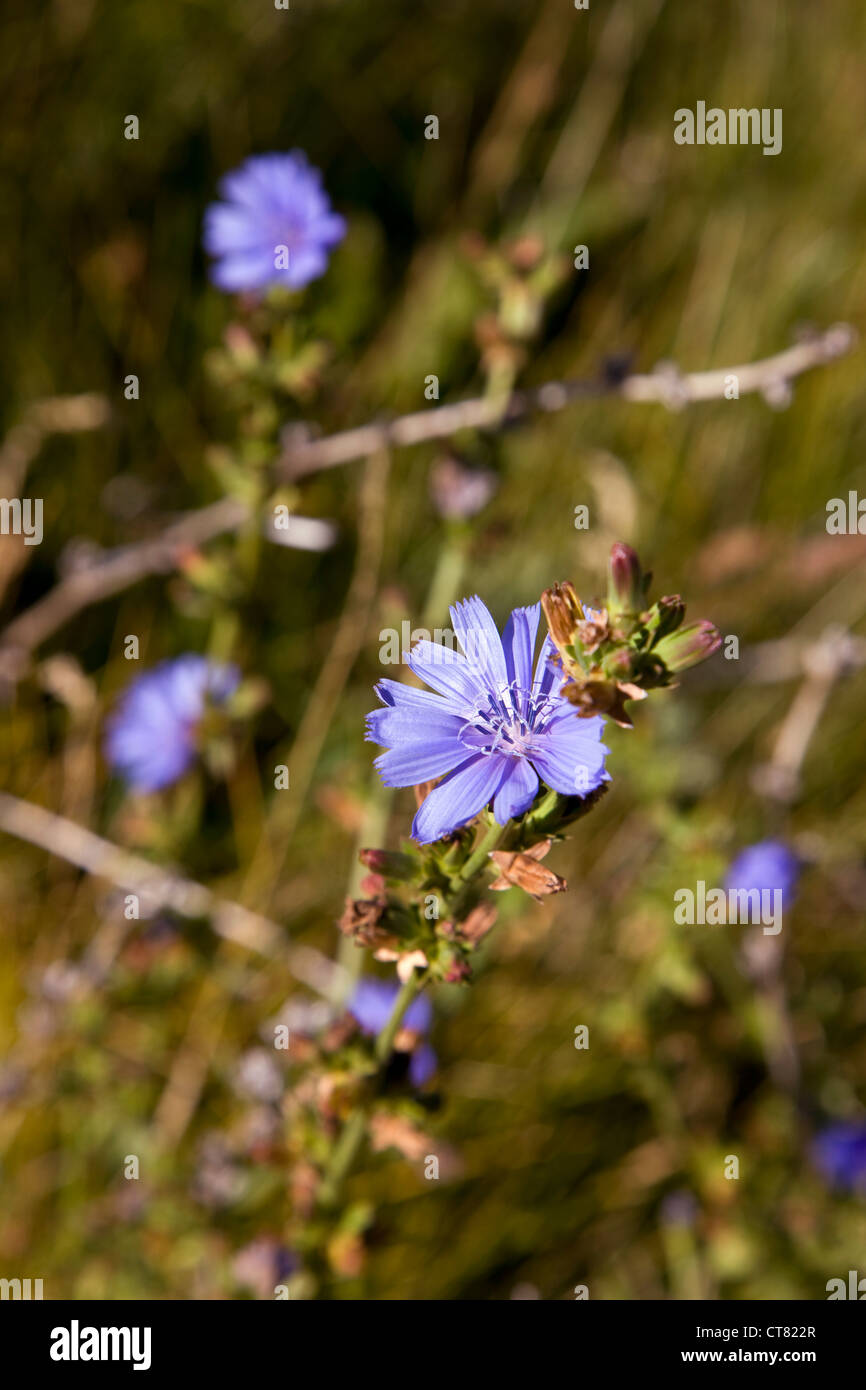 Detail der Chicorée Blume Stockfoto