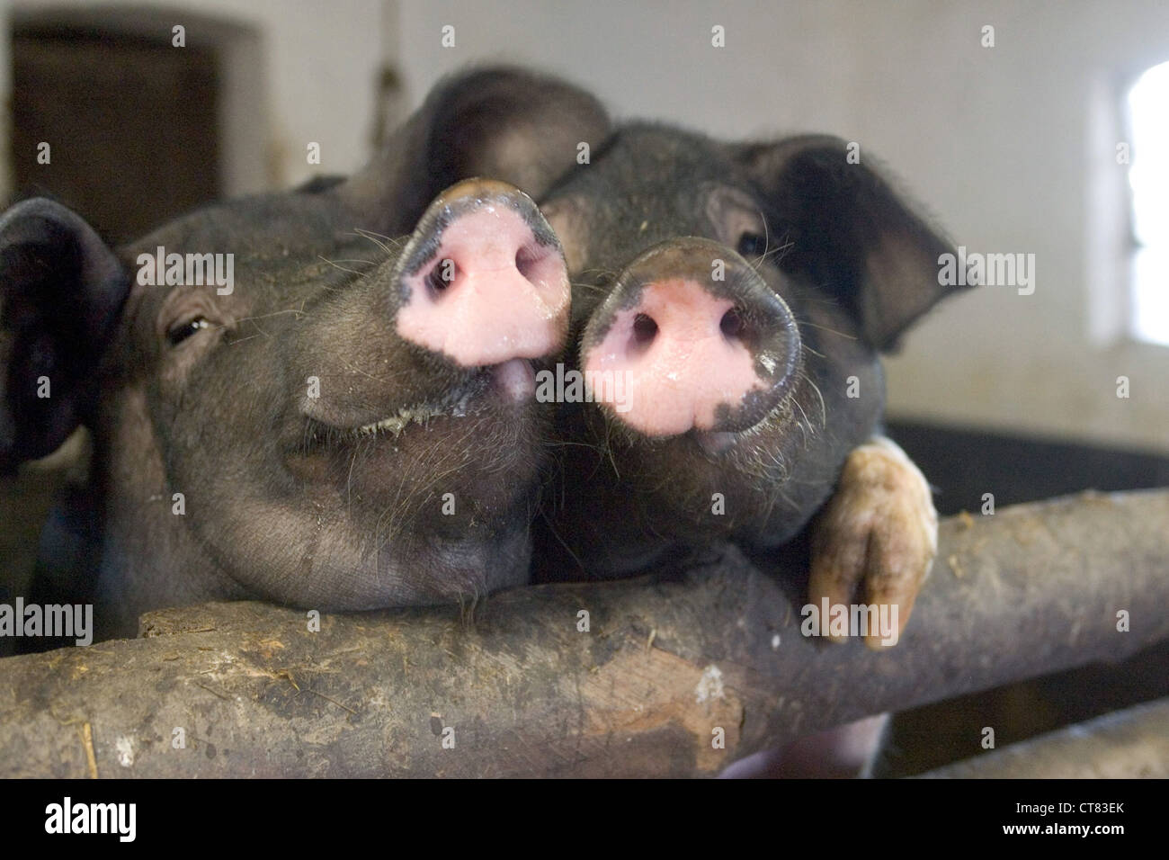 Humor Zwei Lustige Schweine Stockfotografie Alamy