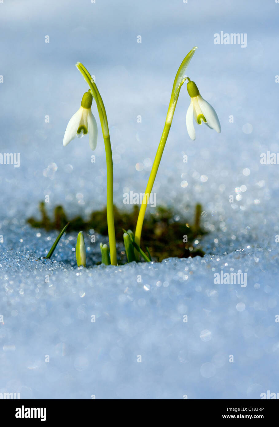 Aufnahme-Symbol - Schneeglöckchen Stockfoto