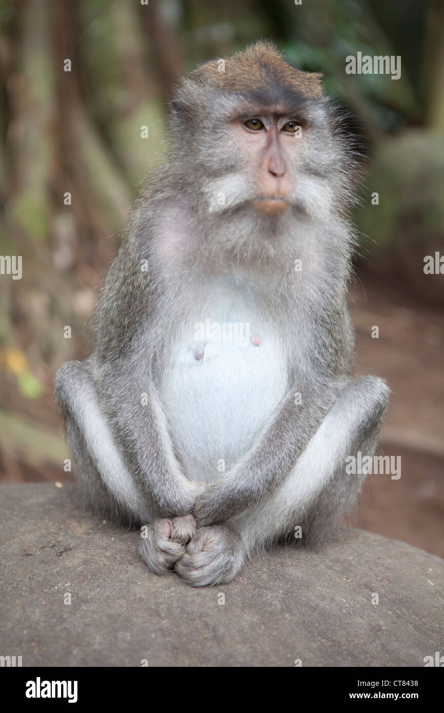 Lange tailed Makaken-Affen in Ubuds Heiliger Affenwald, Bali, Indonesien. Stockfoto