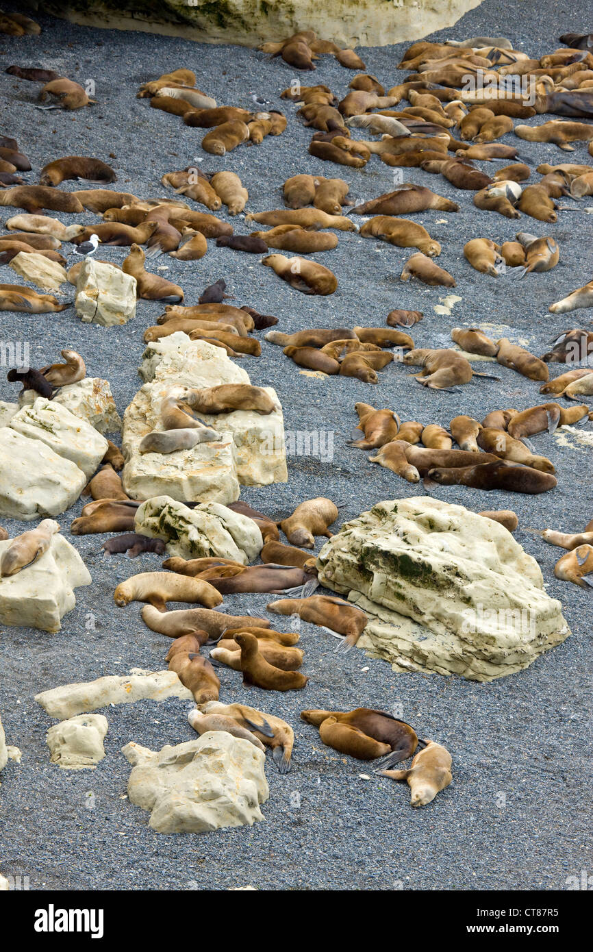 Seelöwen in Punta Loma im Golfo Nuevo Stockfoto