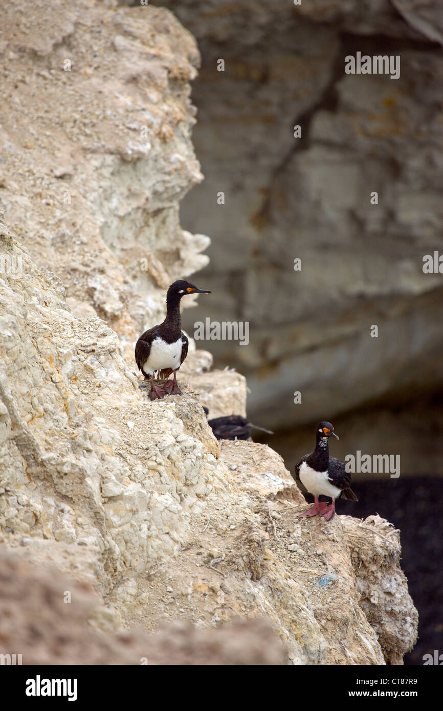 Kormorane am Punta Loma im Golfo Nuevo Stockfoto