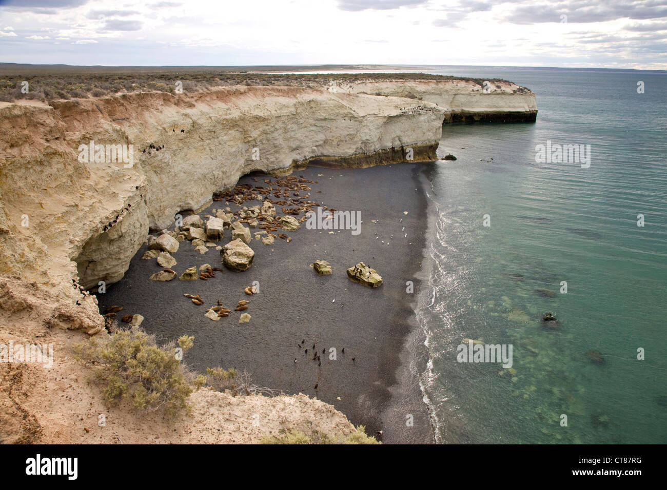 Seelöwen in Punta Loma im Golfo Nuevo Stockfoto