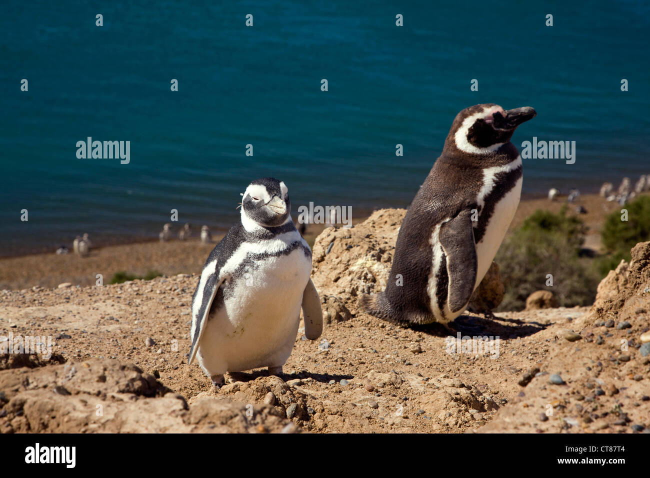 Magellanic Penguin in Caleta Valdes Stockfoto