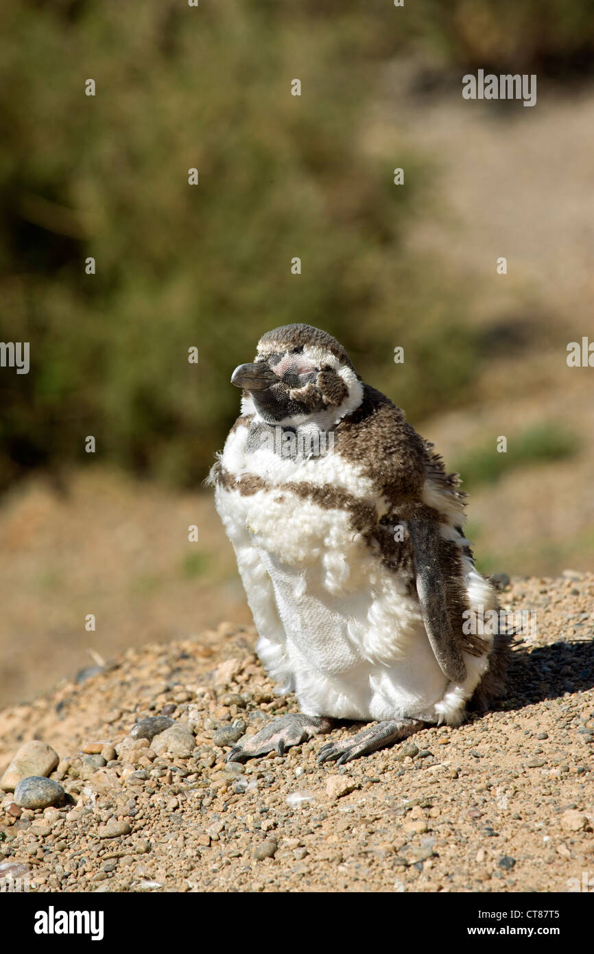 Magellanic Penguin in Caleta Valdes Stockfoto