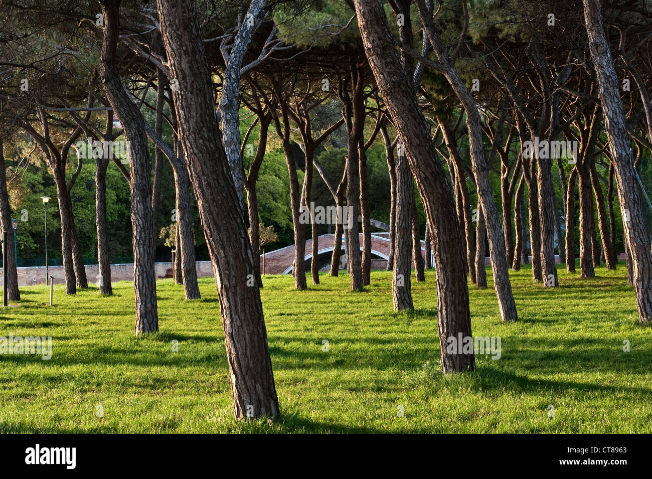 Pinien in Sant'Elena, Venedig, Italien, einer der größten öffentlichen Grünflächen der Stadt Stockfoto