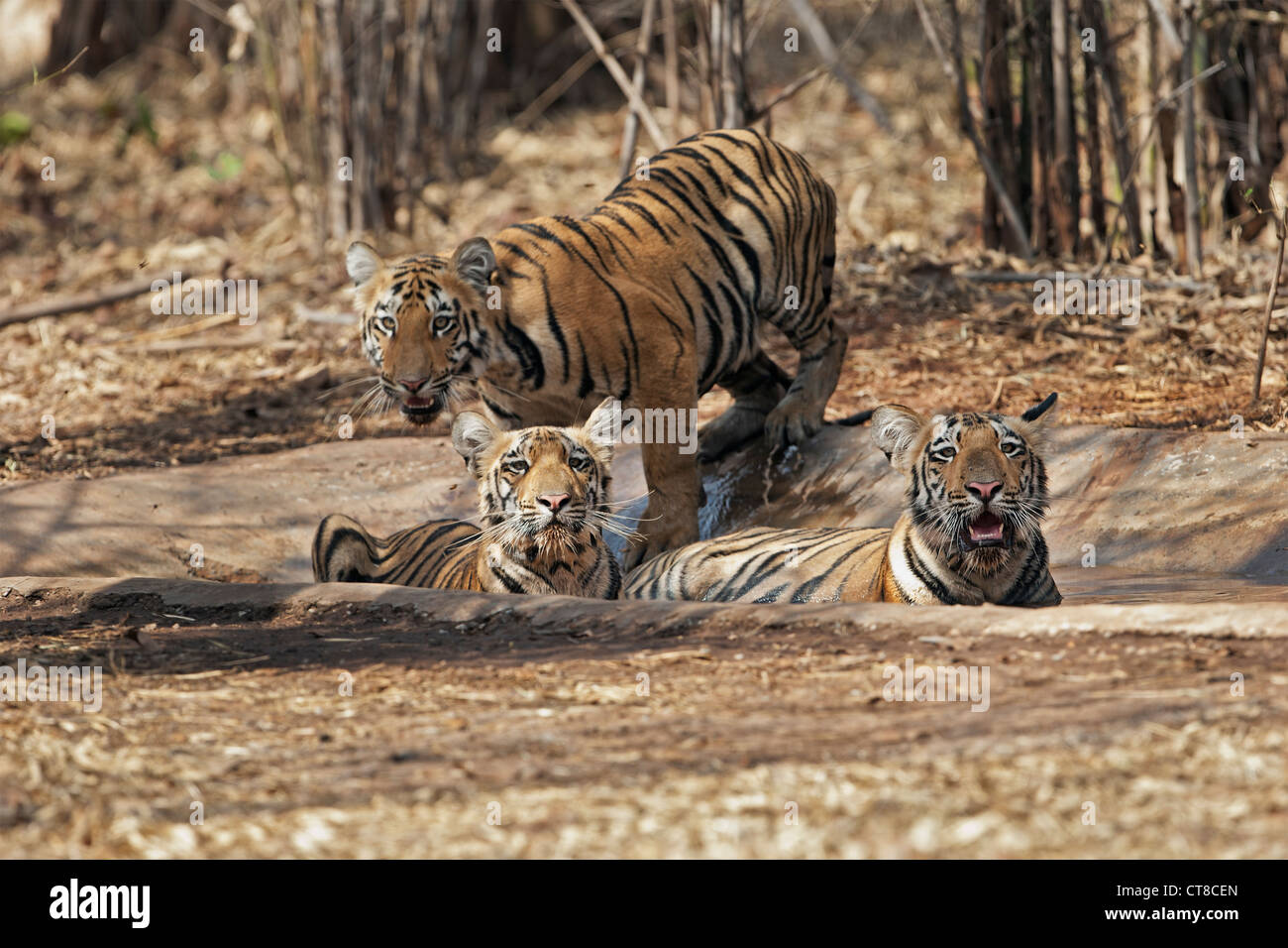 Wagdoh Tigerin Cubs Abkühlung im Tadoba Wald, Indien. [Panthera Tigris] Stockfoto