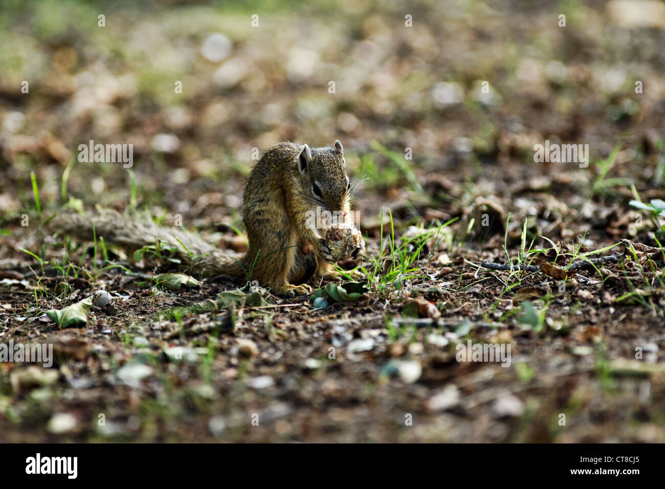 Smiths Bush Squirrel (Paraxerus Cepapi) Fütterung auf eine Nuss, Krüger Nationalpark, Südafrika Stockfoto