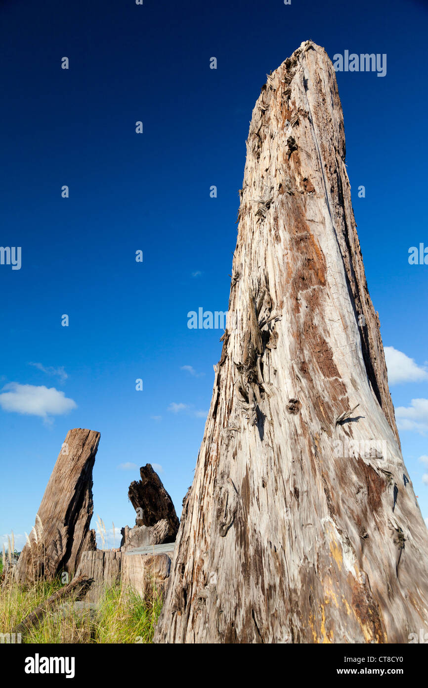 Einheimische Flora in Neuseeland 3 - Toi Toi Gras- und Kauri-Baum-Stämme Stockfoto