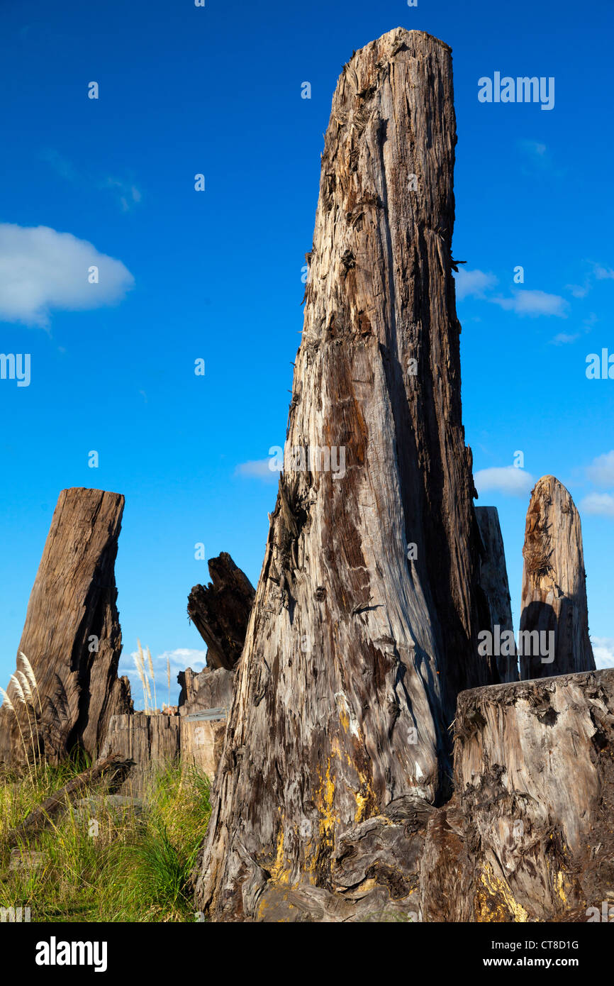 Einheimische Flora in Neuseeland 4 - Toi Toi Gras- und Kauri-Baum-Stämme Stockfoto