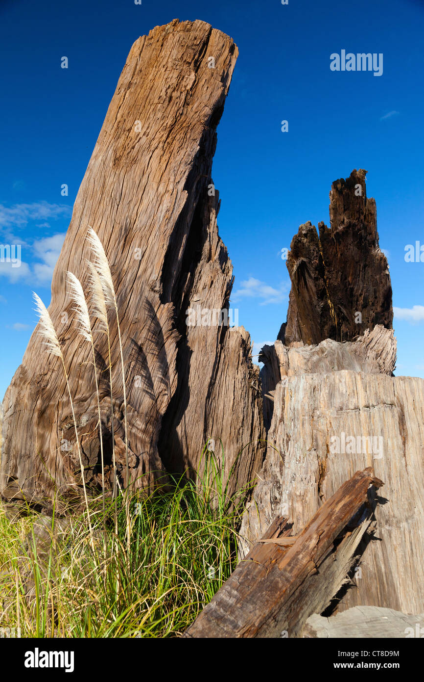 Einheimische Flora Neuseeland - Toi Toi Gras- und Kauri-Baum-Stämme Stockfoto