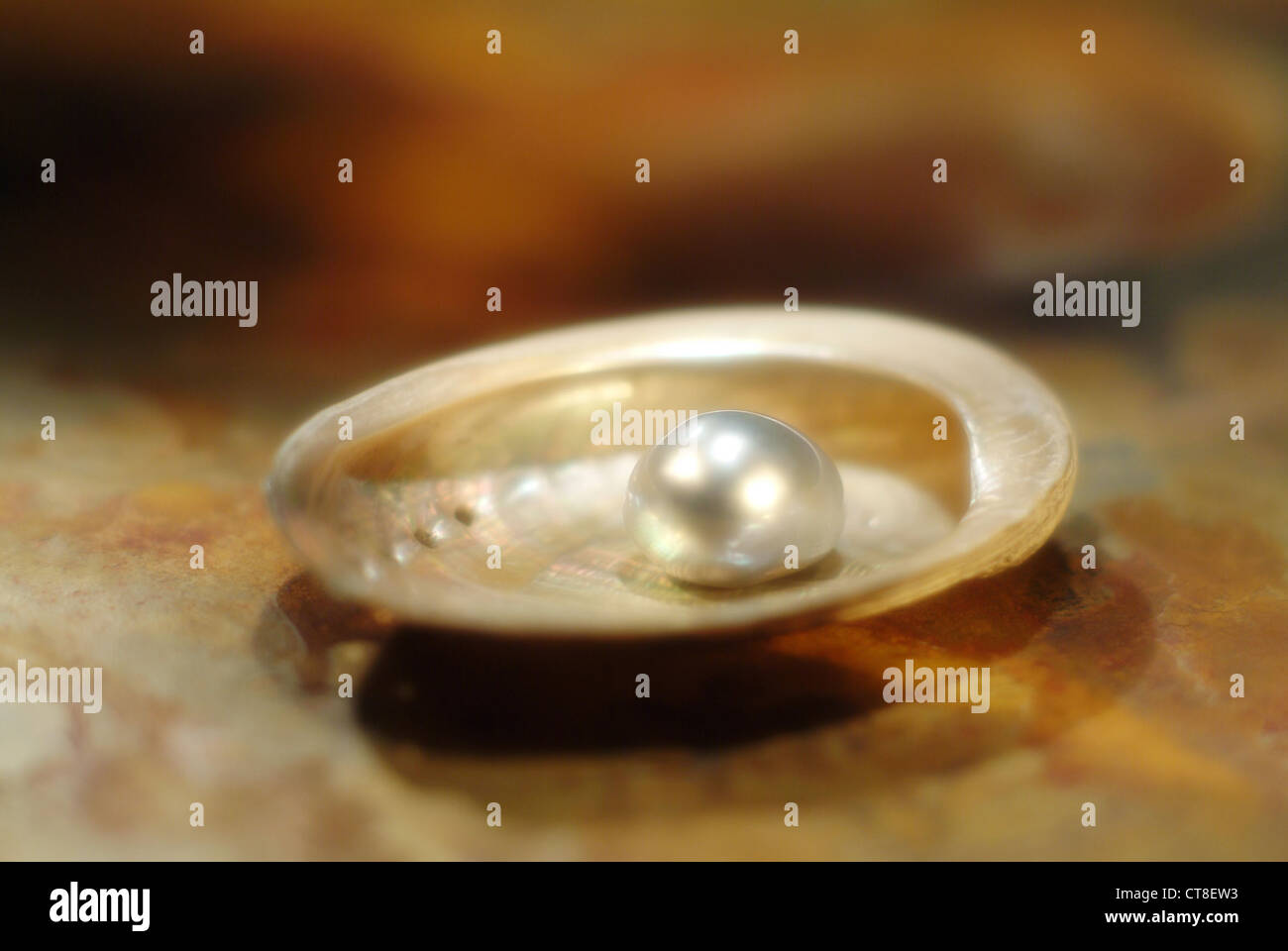 Muschel mit Perle Stockfoto