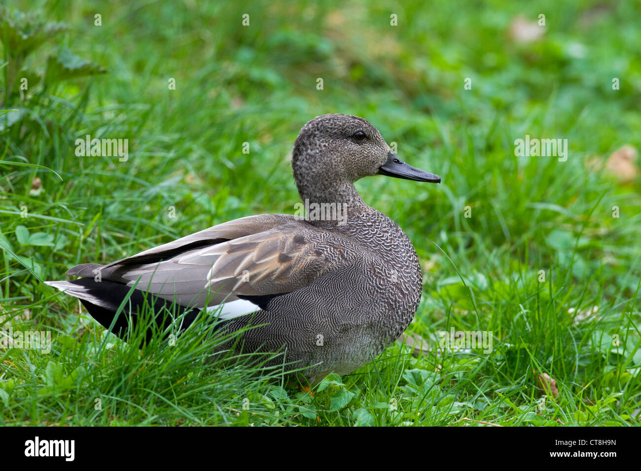 Gadwall (Anas Strepera / Mareca Strepera) männlich ruht auf Land, Deutschland Stockfoto