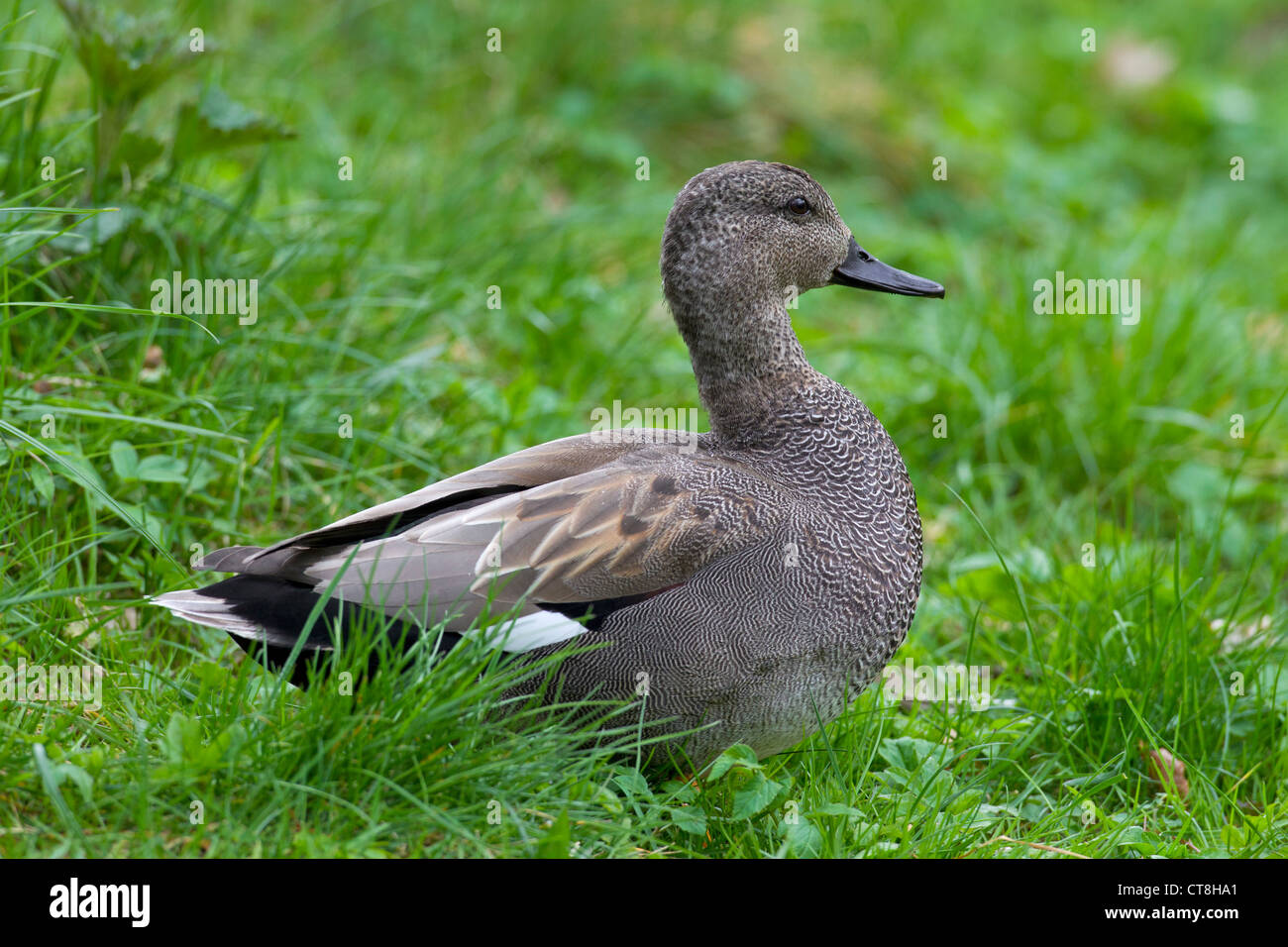 Gadwall (Anas Strepera / Mareca Strepera) männlich ruht auf Land, Deutschland Stockfoto