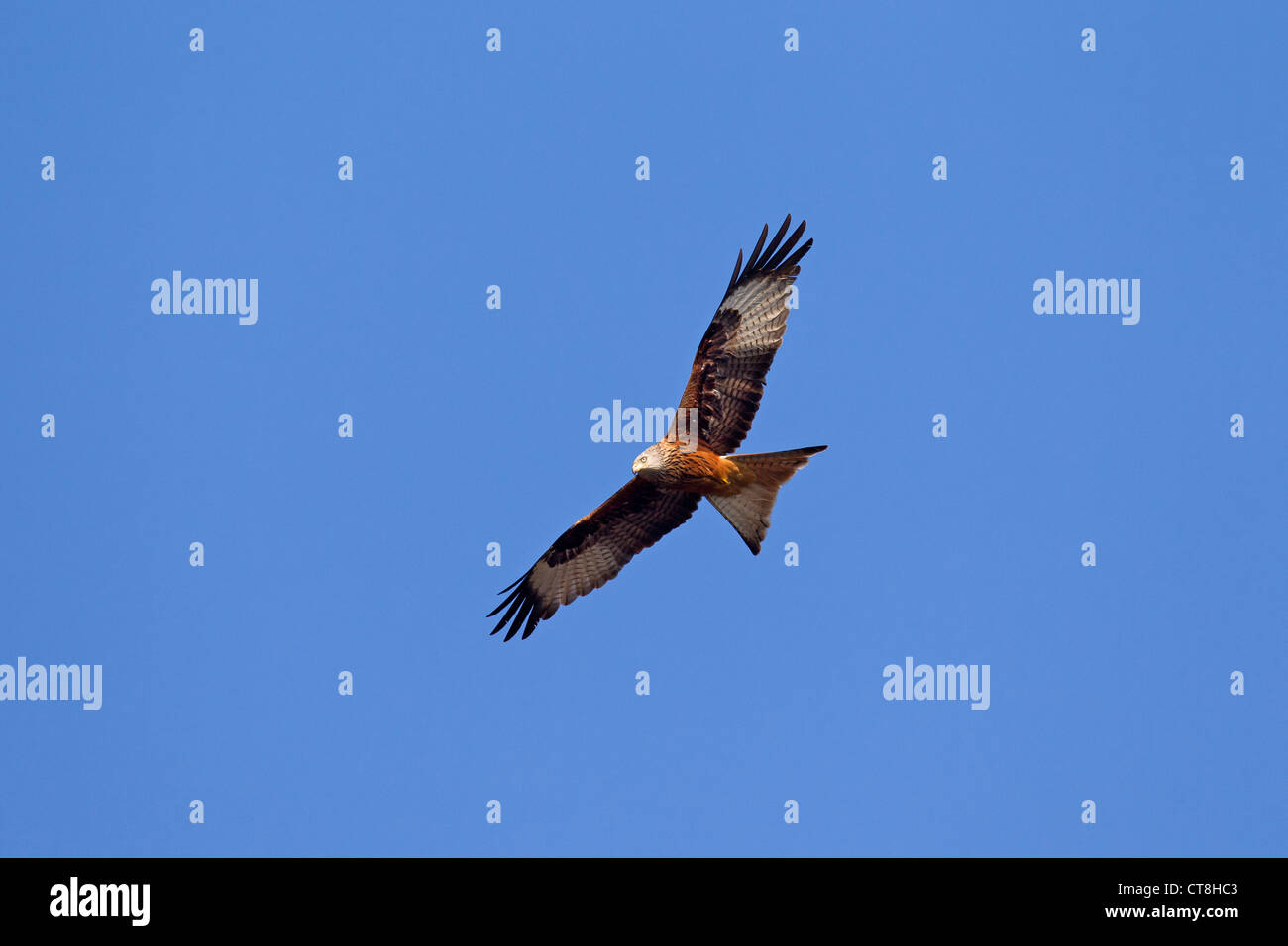 Rotmilan (Milvus milvus) im Flug Stockfoto