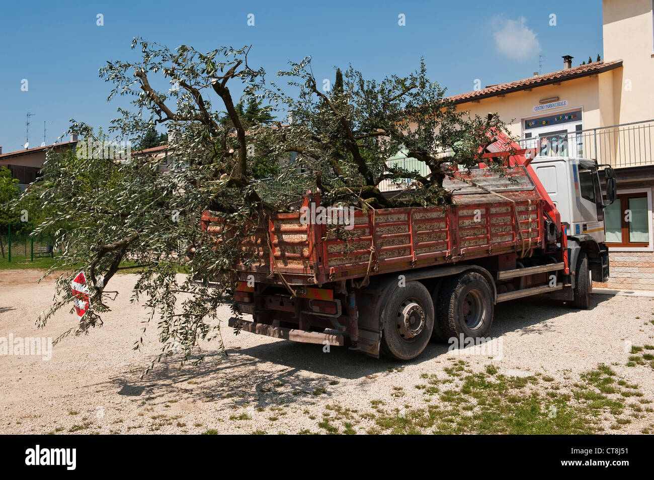 Reife Olivenbäume werden per LKW in Venetien, Italien transportiert. Beliebt bei Gartendesignern sind sie oft viele Jahrzehnte oder mehr alt Stockfoto