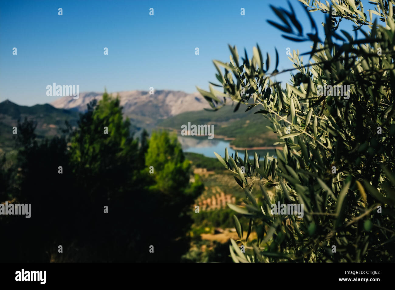 Ein Reservoir (El Tranco de Beas) und der schönen Olivenbaum gefüllt Landschaft von Las Sierras de Cazorla, Segura y Las Villas Stockfoto