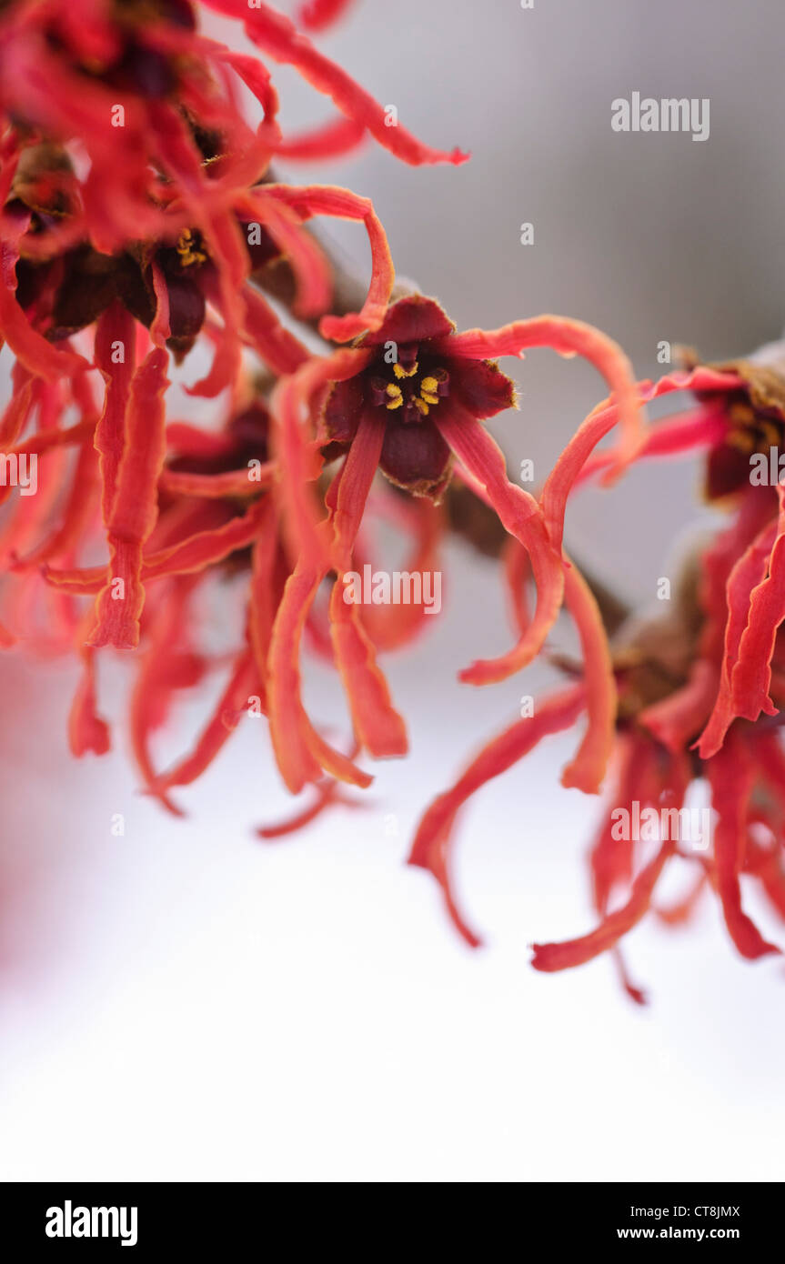 Zaubernuss (hamamelis x intermedia 'Feuerzauber') Stockfoto