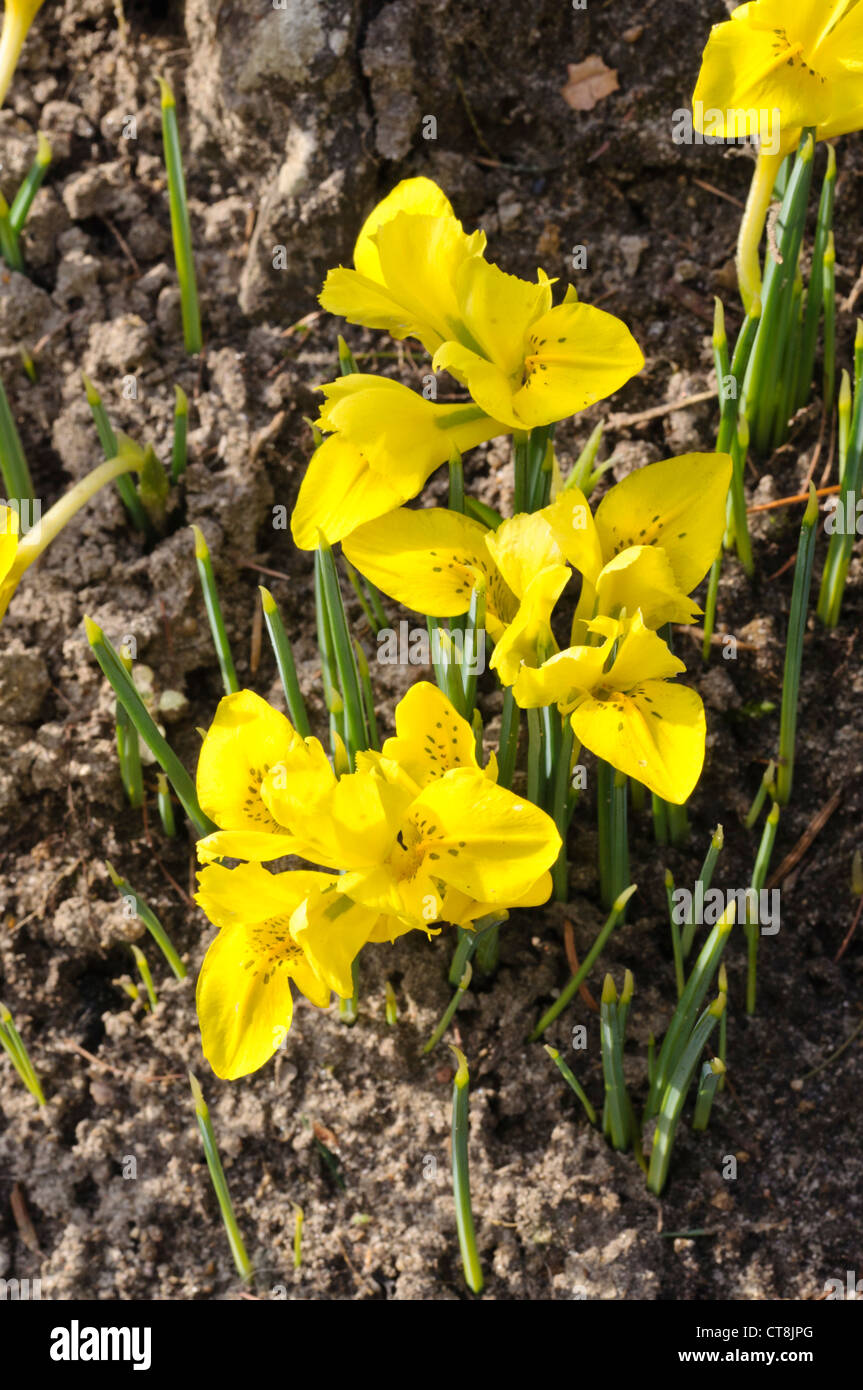 Zwerg Iris (Iris danfordiae) Stockfoto