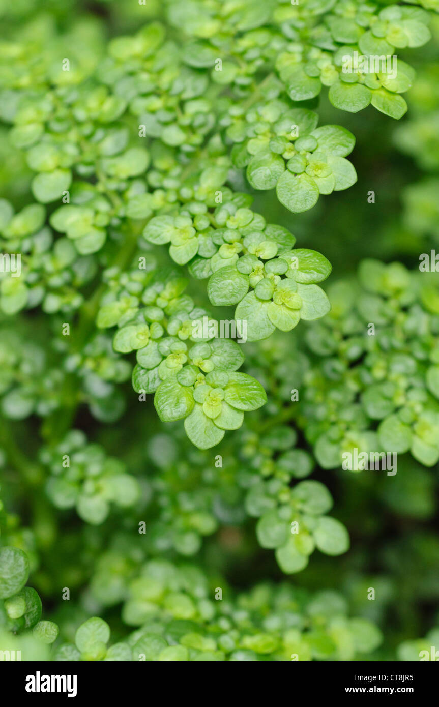 Aluminium Pflanze (pilea serpyllifolia) Stockfoto