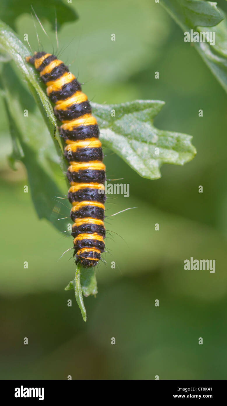 Zinnober Moth Tyria Jacobaeae Raupen gefunden im Vereinigten Königreich Stockfoto