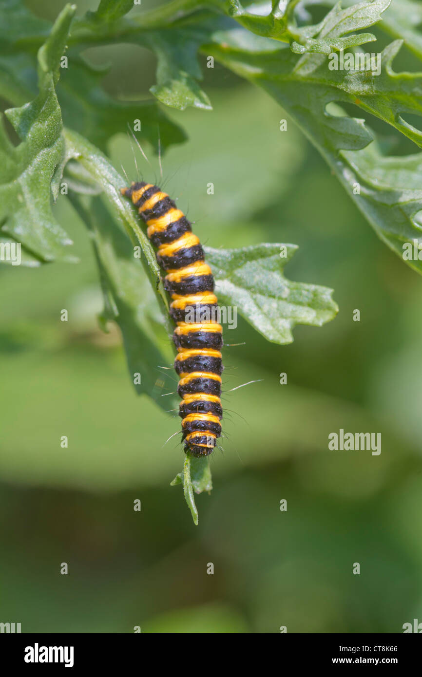 Zinnober Moth Tyria Jacobaeae Raupen gefunden im Vereinigten Königreich Stockfoto