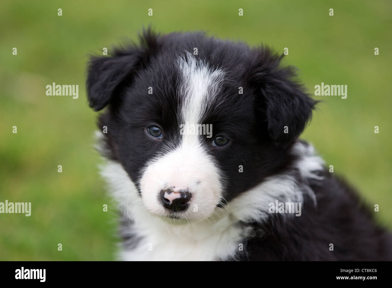 Border-Collie-Welpen, schwarz & weiße Welpen Stockfoto