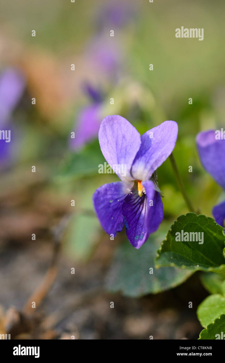 Süße Veilchen (Viola odorata) Stockfoto