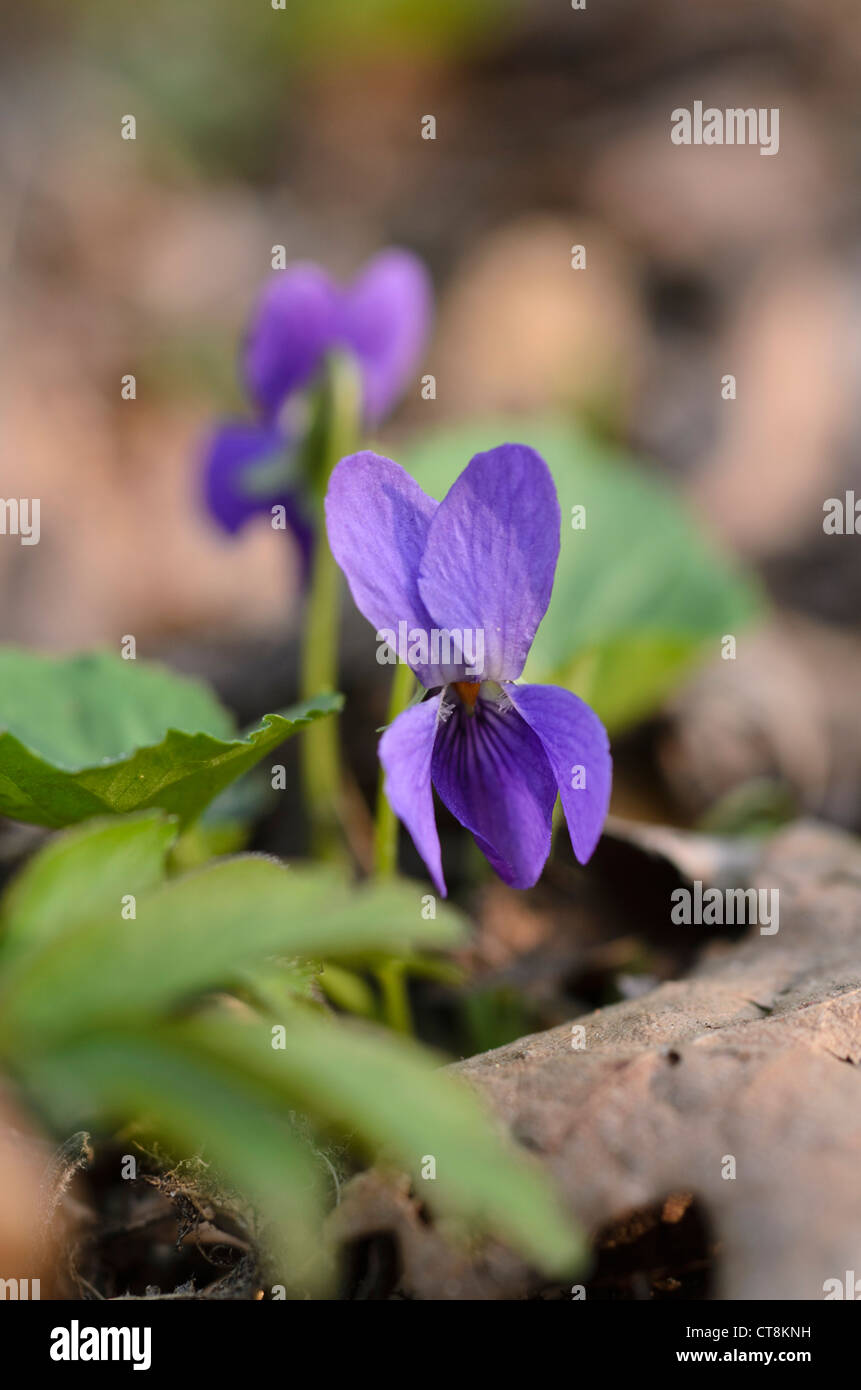 Süße Veilchen (Viola odorata) Stockfoto